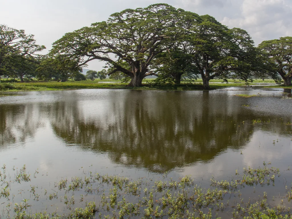 Habarana 4