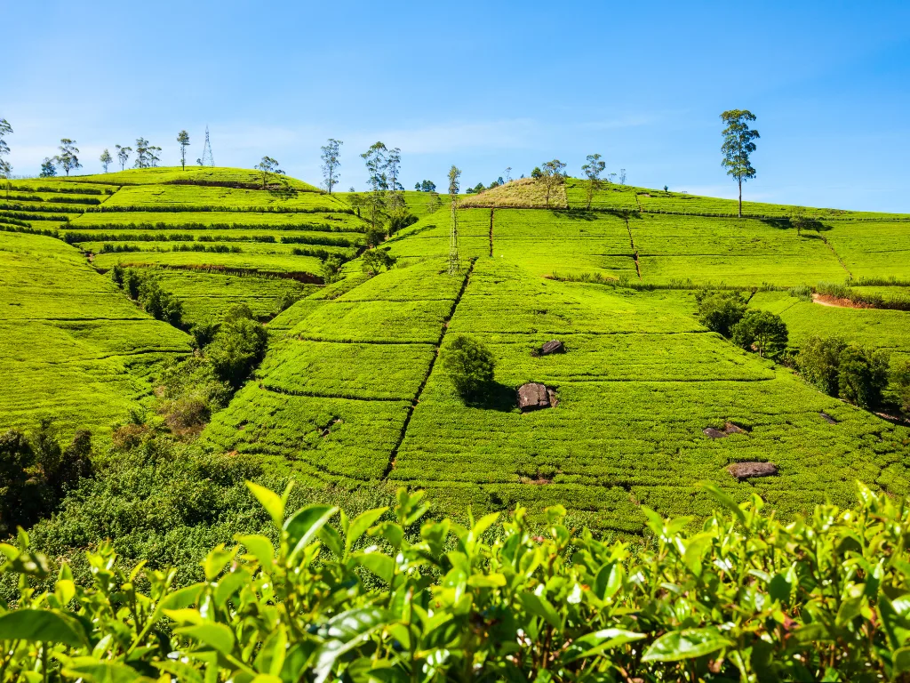 Nuwara Eliya 1