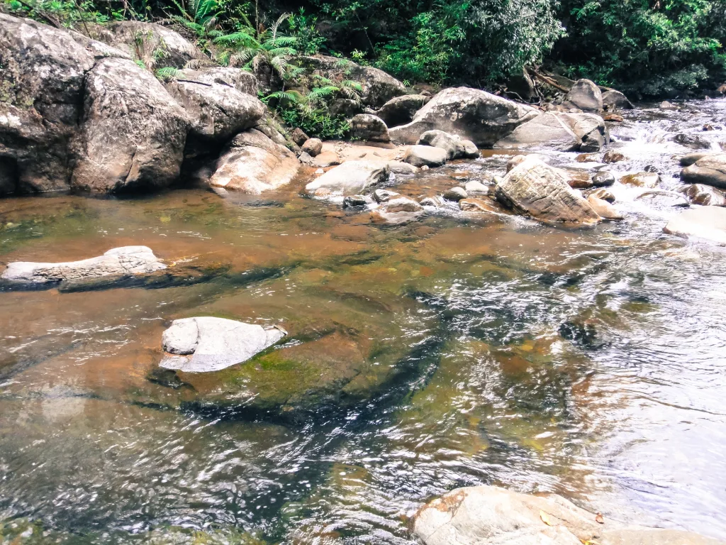 Sinharaja 1
