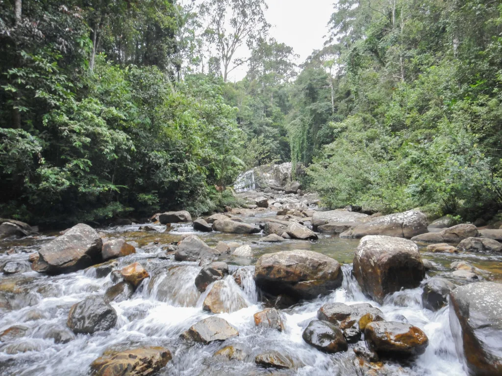 Sinharaja 3