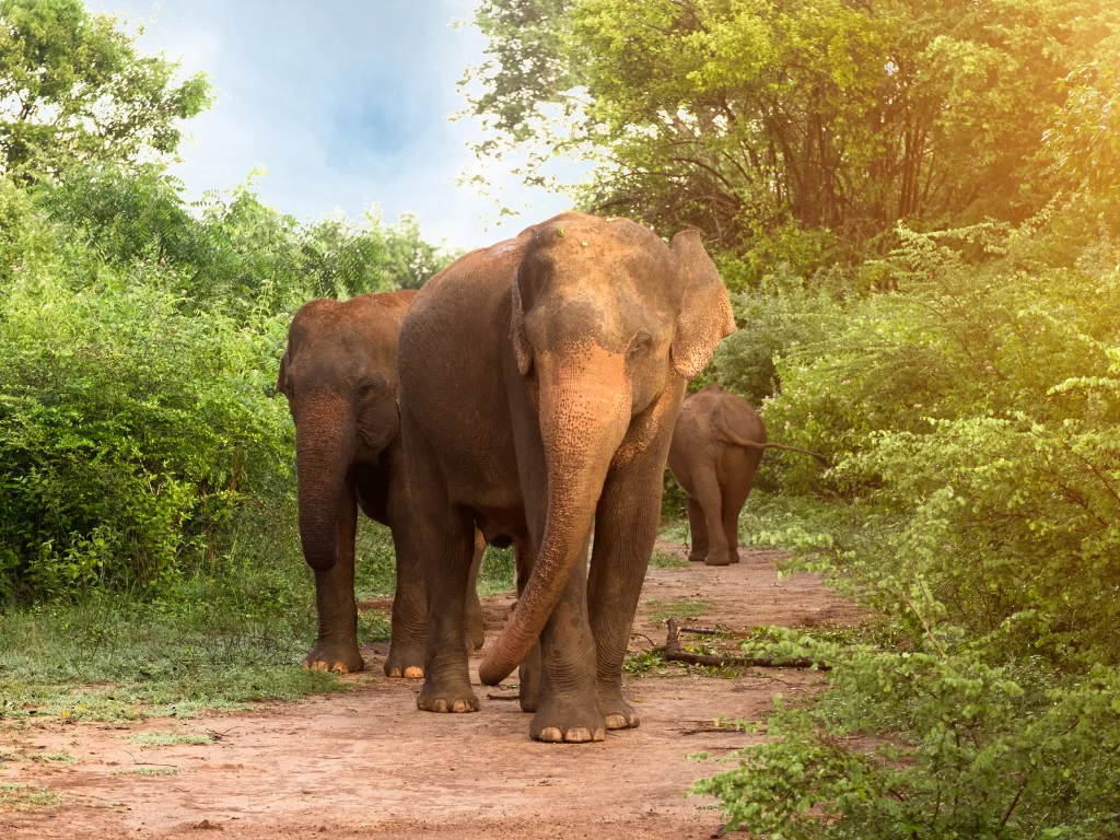Udawalawe 2