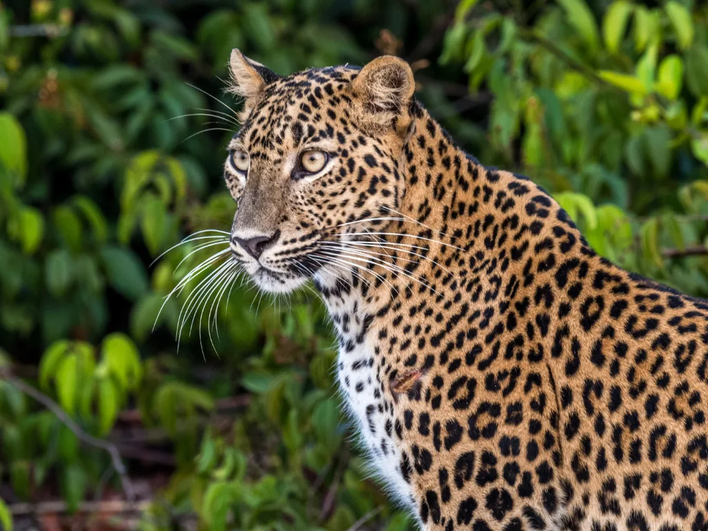 Ultimate Wildlife Adventure 10