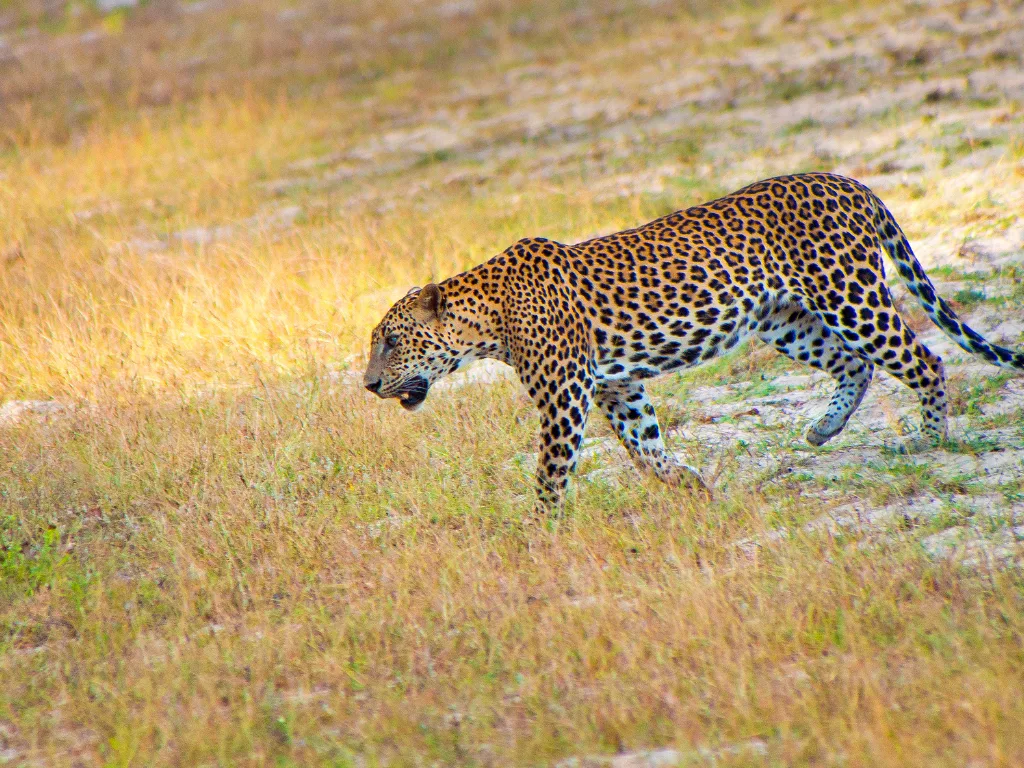 Wilpattu 4