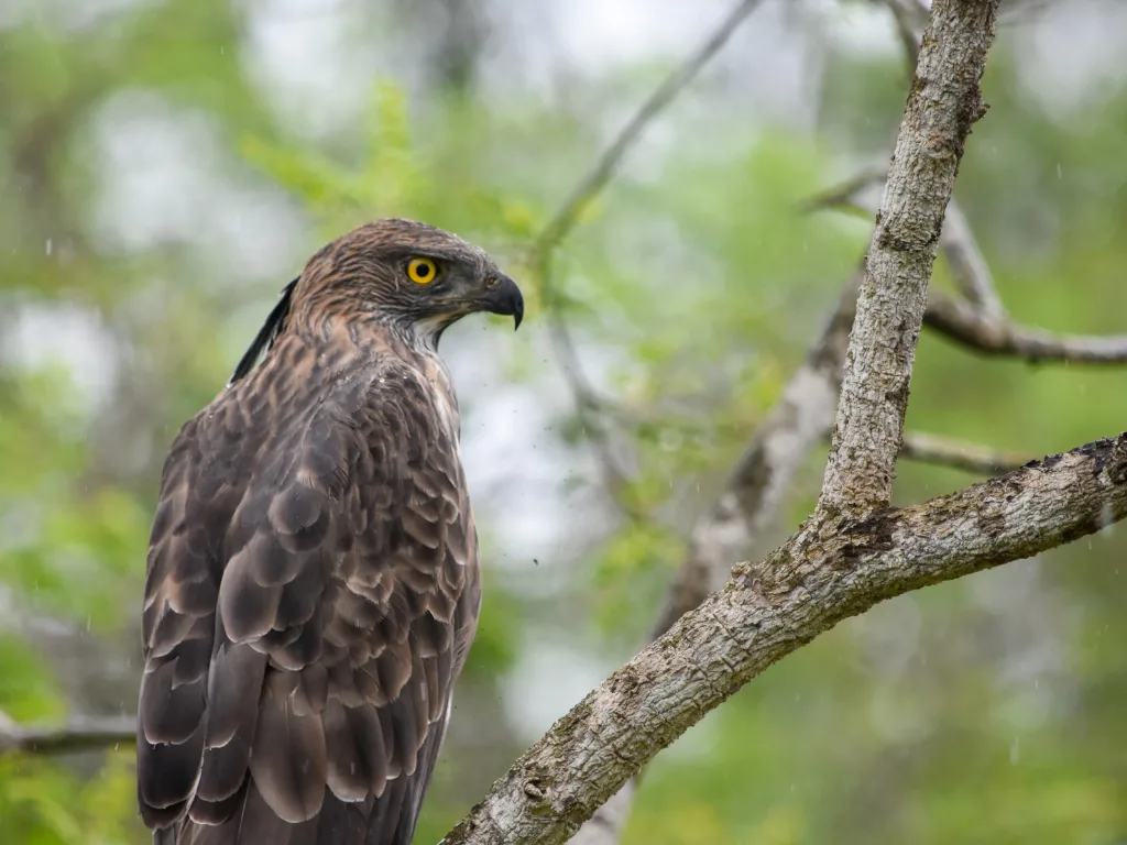 Wilpattu 5