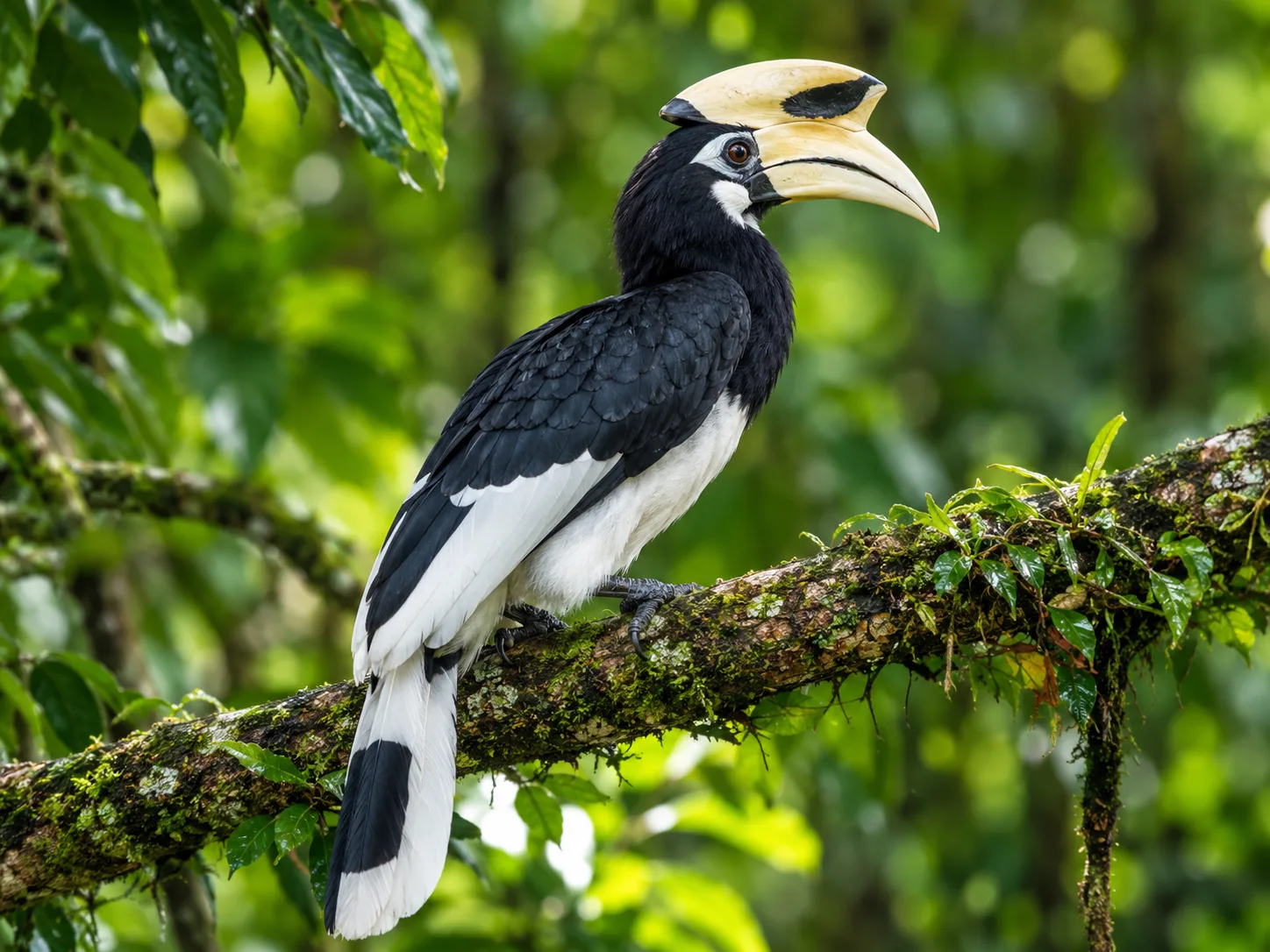 Bird Watching & Nature Discovery